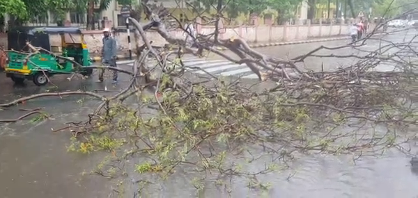 CP ઓફિસ સામે વૃક્ષ ધરાશાયી.