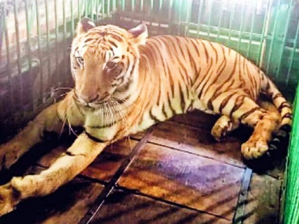 लेकसिटी में आया नया मेहमान:चेन्नई से उदयपुर पहुंची बाघिन विद्या, सज्जनगढ़ बायोलॉजिकल पार्क में रहेगी 21 दिन क्वारंटाइन