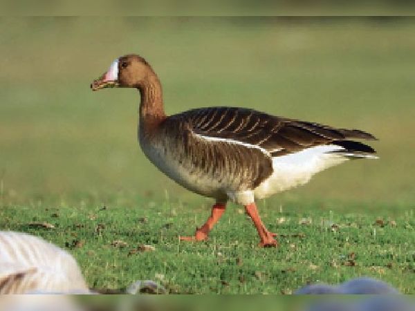 जयपुर में दिखी दुर्लभ पक्षी:साइबेरिया के जंगलों की दुर्लभ चिड़िया लेसर वाइट फ्रंटिड गूज पहली बार जयपुर में दिखी