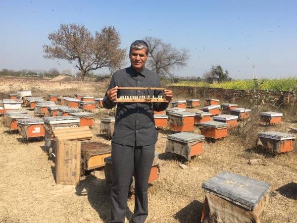 जगपाल अभी 500 से ज्यादा बॉक्स के साथ शहद का बिजनेस कर रहे हैं। वे हर साल 60 से 70 क्विंटल शहद तैयार करते हैं।