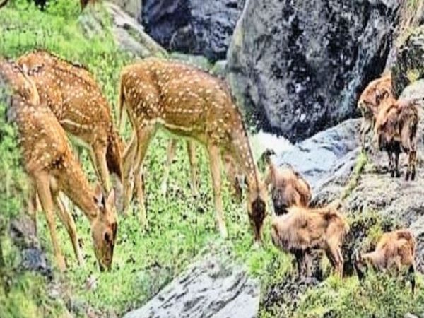 ‘बोमा टेक्नीक’ से होगा ट्रैंस्लोकेशन:जंगलों का संतुलन बिठा टाइगर बचाने को पहली बार प्रदेश में एक से दूसरे जंगल ले जाएंगे सांभर व चीतल