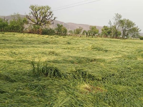 बयाना। ओलों की मार से गेहूं की फसल को नुकसान पहुंचा है।