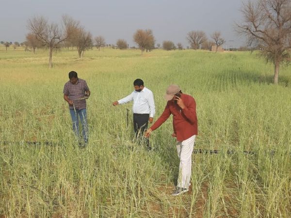 राजस्थान में आज से बिगड़ सकता है मौसम:अगले 2 दिन फिर बादल, बारिश के आसार, चक्रवात प्रभावी हुआ तो ओले भी गिर सकते हैं; किसान खड़ी फसल खेत में न छोड़ें