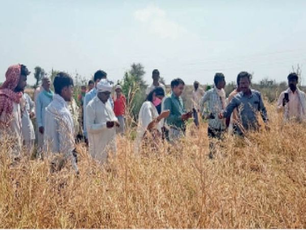 ओलावृष्टि से फसलों को नुकसान:अफसरों ने खेतों में देखे ओलों से फसल बर्बादी के निशान; किसानों ने जल्द मुआवजा मांगा