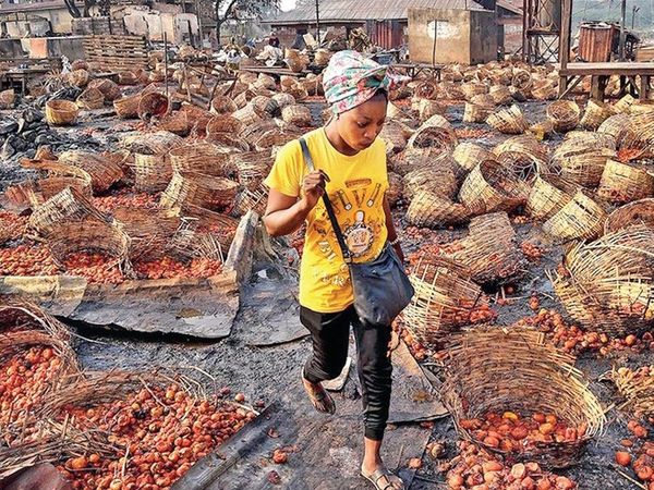So far 20 people have died in Nigeria due to a basket of tomatoes. The situation is that this country with the most population in Africa is now divided into north and southern areas. - Dainik Bhaskar