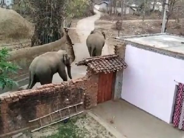 छत्तीसगढ़ के गरियाबंद में एक बार फिर दो हाथी घुस आए। दोनों हाथी करीब दो घंटे तक फिंगेश्वर शहर में घूमते रहे और धान खरीदी केंद्र में उत्पात मचाया। - Dainik Bhaskar