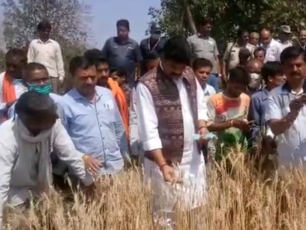 सागर में राजस्व मंत्री गोविंदसिंह राजपूत ने खेतों में फसलों के नुकसान का जायजा लिया।