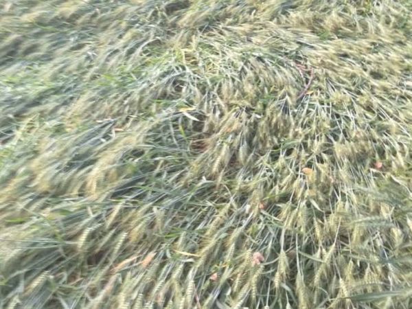 दतिया में इस तरह आड़ी हो गई गेहूं की फसल।