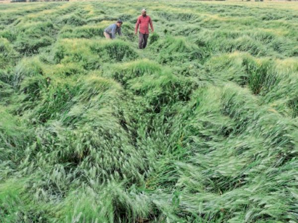 मुरादपुरा रोड पर किसान लक्ष्मीनारायण की फसलें तेज बारिश के कारण इस तरह हो गई आड़ी। फोटो : अवनीश त्रिवेदी