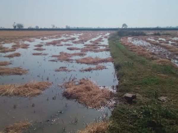 बारिश ने सब तबाह कर दिया। अभी तक खेत में पानी भरा हैं। अब चिंता सता रही है कि कर्ज कैसे चुकेगा?