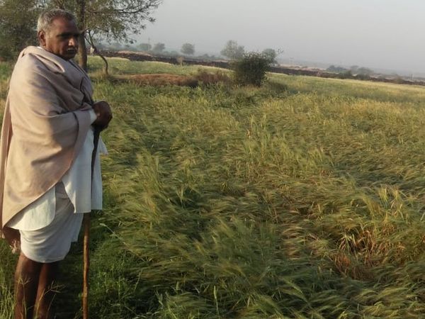 किसानों पर मौसम की मार:कोटा में बारिश और ओलो ने तबाह की खेत में खड़ी फसलें, किसान बोले- अब कैसे चुकेगा कर्ज?