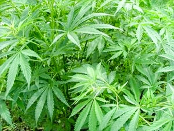 नशे का बढ़ता कारोबार: चार दिन में सीकर में 665 किलो अफीम के पौधे और गांजा बरामद