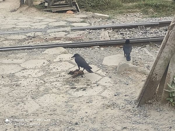 शव के एक टुकड़े पर बैठा कौआ।