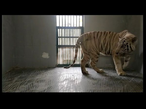 नाहरगढ़ बायोलॉजिकल पार्क पहुंचा व्हाइट टाइगर।