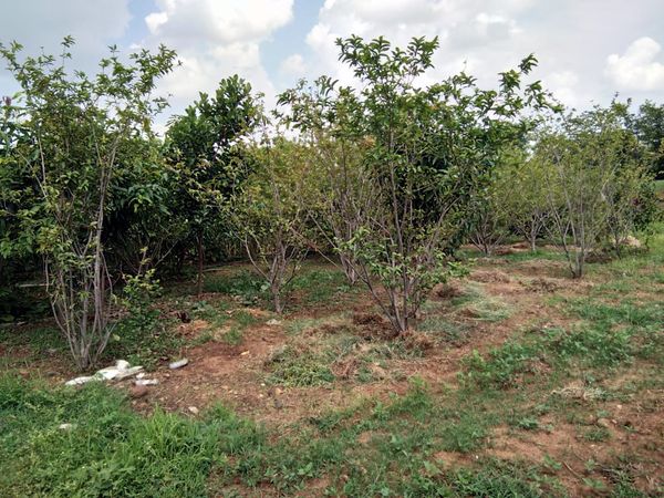 अब बगिया में आम, अमरूद, आंवला, नींबू और पपीता सहित कई फलदार पौधे लगे हैं।