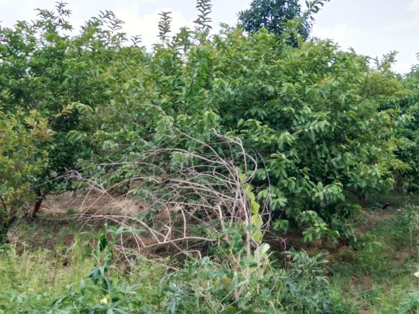 बंजर जमीन पर यहां चारों सिर्फ फलदार पेड़ नजर आते हैं।