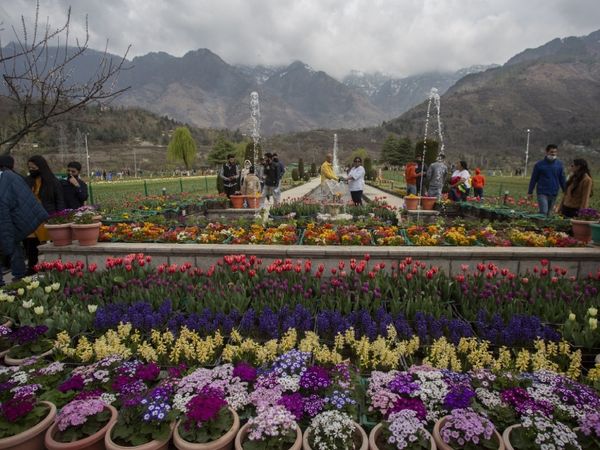 कश्मीर का ट्यूलिप गार्डन पिछले साल कोरोना के चलते बंद रहा था। इस बार जब खुला तो बड़ी संख्या लोग ट्यूलिप के दीदार के लिए पहुंचे। फोटो-आबिद भट