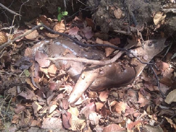 वन विभाग की टीम ने जहां से करंट सप्लाई के लिए बिछाया तार बरामद किया, वहीं से एक चीतल का शव भी बरामद किया। करंट की चपेट में आने से उसकी मौत हो गई थी।