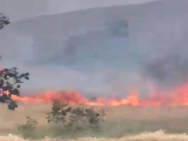 मझौली के पोला गांव में 100 एकड़ फसल स्वाह हो गई।