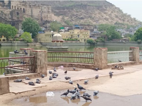 बूंदी। गर्मी में रिसते पानी से प्यास बुझाते पक्षी। (फोटो: नितिन गौतम)