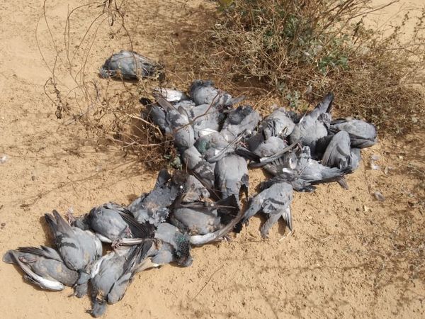 श्रीकोलायत के माधोगढ़ में मृत कबूतर। (फाइल फोटो) - Dainik Bhaskar