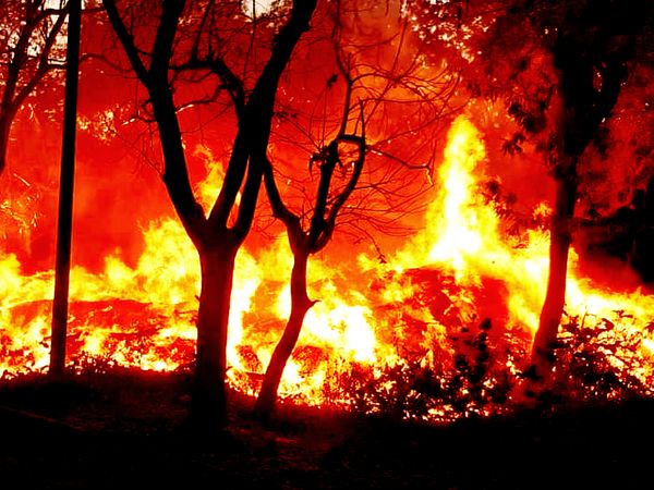 गुलाब बाग में लगी भीषण आग: तेज हवा ने आग को दिया विकराल रूप, 4 घंटे की मशक्कत के बाद फायर शाखा ने आग पर पाया काबू