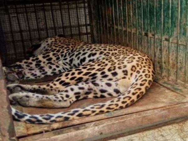 तेंदुए के पिंजरे में बंद होने के बाद ग्रामीणों ने राहत की सांस ली।