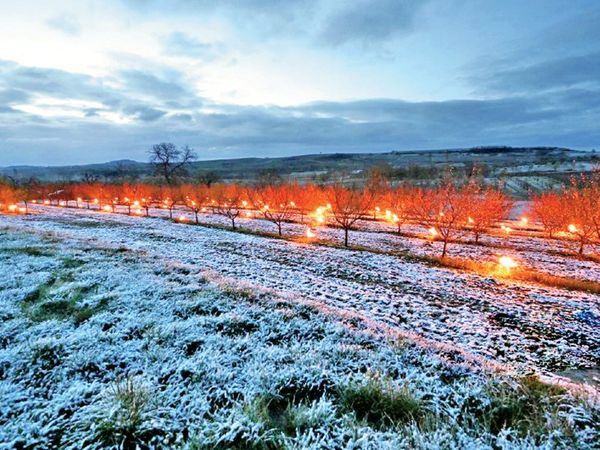 These days it is getting very cold in Europe, France is not untouched by this, on the one hand people are troubled by the cold, on the other hand there is a danger of frost on the crop as well. - Dainik Bhaskar