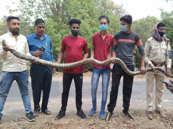 DFO प्रियंका पांडे ने बताया कि पहले भी सांप, अजगर और कोबरा निकलते रहे हैं। लेकिन इतने बड़े साइज का कोबरा पहली बार मिला है।