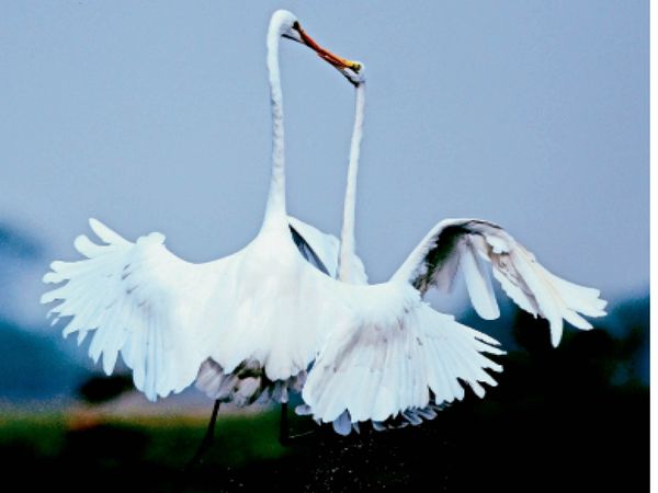 फ्लाइंग किस: ये पक्षियों का प्रजनन काल, हवा में 4 फुट पर उड़ता बगुलों का जोड़ा कर रहा प्रेम का इजहार