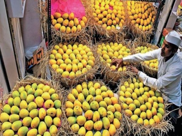 कोंकण में हर साल 2.75 लाख टन अल्फांसो होता है, इस बार भाव भी कम। - Dainik Bhaskar
