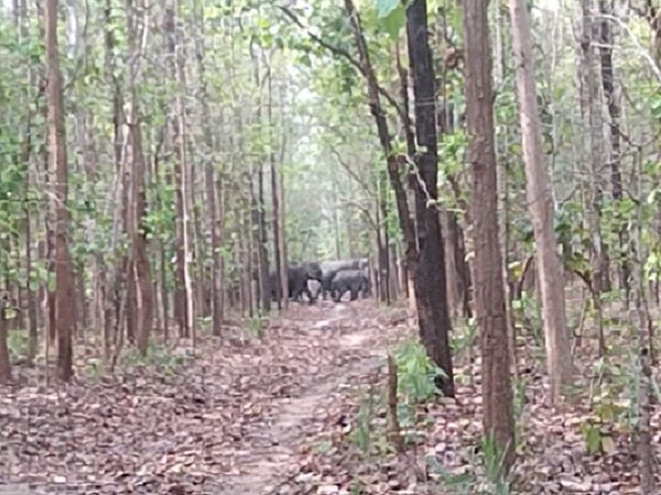 25 से 30 ग्रामीणों के समूह हाथियों के झुंड के पीछे वीडियो बनाते हुए जाने लगा। इसी दौरान एक हाथी ने पलक उन्हें दौड़ा लिया।