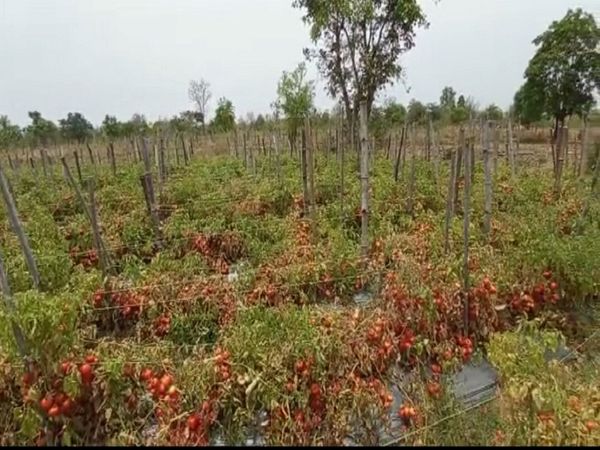 किसानों के खेतों में टमाटर की फसल बककर तैयार है। लेकिन समय से नहीं टूटने की वजह से खेतों में ही खराब हो रही है।