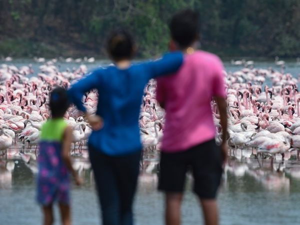 संक्रमण काल में सुखद तस्वीर: मुंबई के नेरुल में तलवा वेटलैंड में NRI कॉलोनी के पीछे भारी तादाद में फ्लेमिंगो नजर आए।