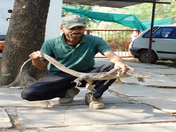 यह छिपकली के आकार का बड़ा सरीसृप है। इनका शरीर भूरा होता है, इनका शरीर छोटे-छोटे शल्क से भरा रहता है।