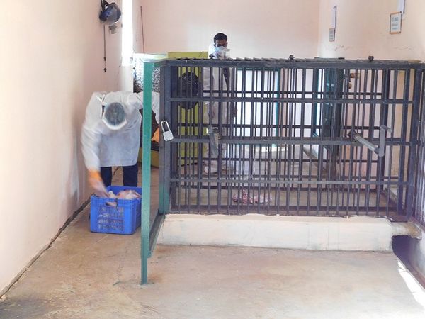 पार्क प्रबंधन की ओर से सभी जू कीपर्स और वाहन चालकों को PPE और दस्ताने पहनना अनिवार्य किया गया है।