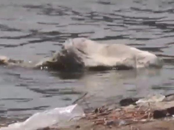 नदी में उतराता शव।