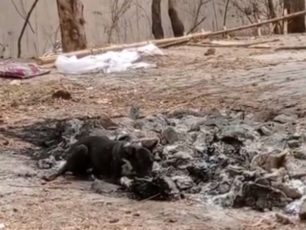 In Shamli the carriage of garbage is being carried in Gorakhpur by handcuffs, in Lalitpur, the dogs are draining the half-dead bodies. | शामली में कूड़े की गाड़ी से तो गोरखपुर में ठेले से ढोए जा रहे शव, ललितपुर में कुत्ते नोच रहे अधजली लाशें 5 यह फोटो ललितपुर के सुरईघाट की है।
