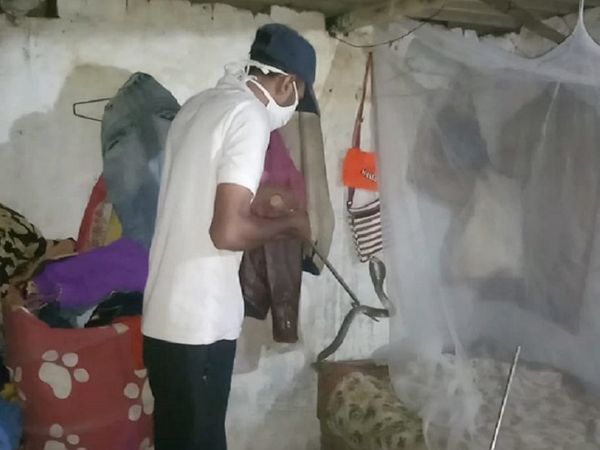 दुर्ग में नेचर की टीम ने बड़ी मशक्कत के बाद कोबरा स्नाप का रेस्क्यू.