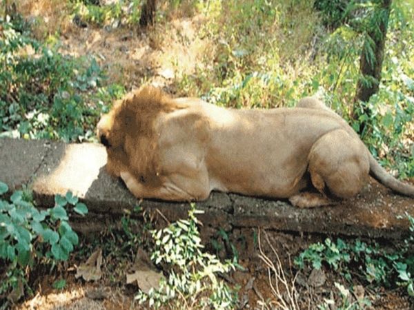 राजस्थान में भी शेरों को संक्रमण: जयपुर चिड़ियाघर का बब्बर शेर त्रिपुर भी मिला संक्रमित, दो अन्य एशियाई शेर संदिग्ध; IVRI ने पुष्टि की