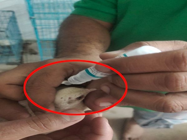 बर्ड्स को दी जा रही है दवा