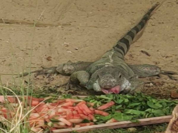 इगुआना को खाने में देने के लिए तैयार हरी सब्जी।
