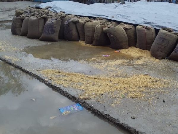 बारिश में खरीदी केंद्र पर रखा गेहूं भींगा।