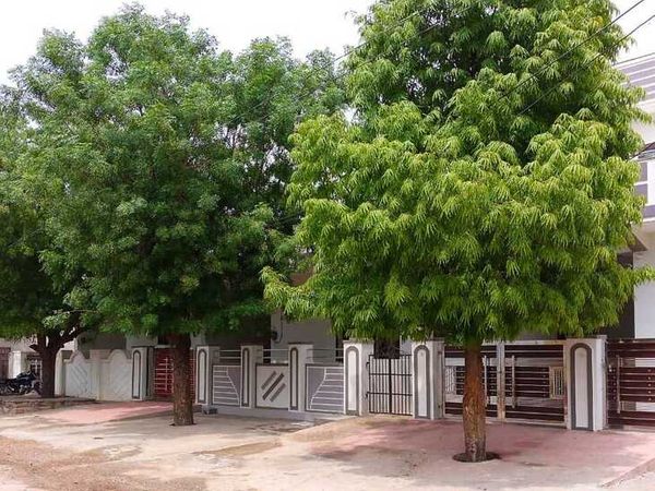 विक्रमपुरा गांव में लोगों ने मुख्य द्वार के आगे भी नीम का पेड़ आया, तो उसे काटा नहीं।