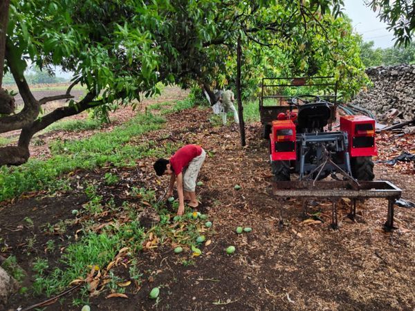 तालाला में आम के कई बगीचे तहस-नहस हो गए। अब आस-पास के लोग टूटकर गिरे आमों को समेटने में लगे हैं।