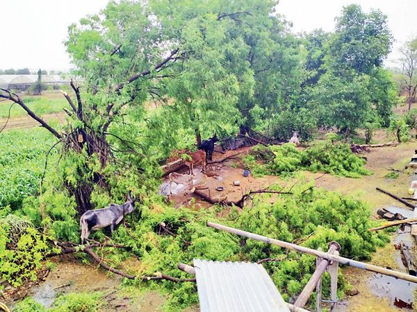 राधनपुर तहसील के इस गांव में तेज हवाओं से कई पेड़ और पोल गिर गए। कच्चे मकान ढहने से कई लोग बेघर हो गए हैं।