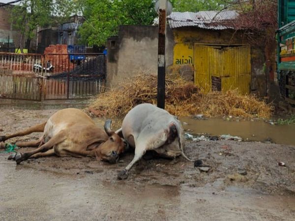 विरमगाम में तूफान की चपेट में आने से गायों समेत कई पशुओं की मौत हो गई। कई जगहों पर पानी जमा हो गया।
