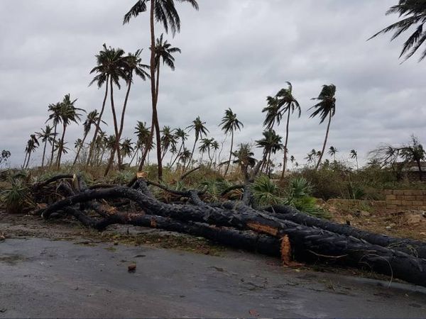 ऊना में नारियल के बगीचे भी तबाह हो गए। किसानी और बागवानी करने वालों के नुकसान का आंकलन किया जा रहा है।
