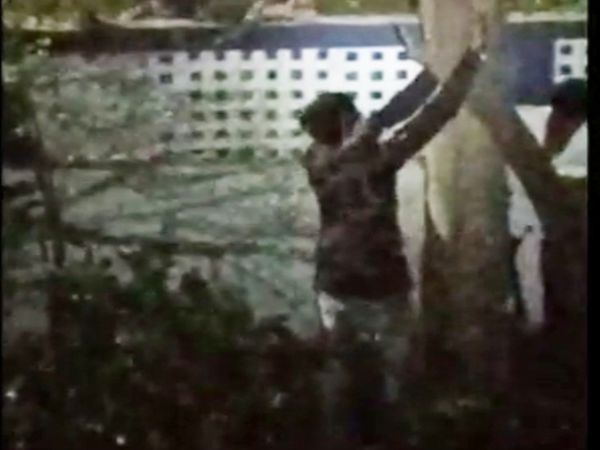 चोर मजे से पेड़ को काटते रहे और डॉक्टर साहब वीडियो बनाते रहे।