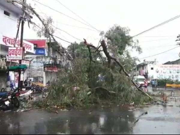 छिंदवाड़ा में तेज हवा के कारण पेड़ गिर गया।